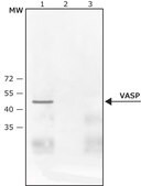 Anti-phospho-VASP [pThr278] antibody produced in rabbit ~0.1&#160;mg/mL, affinity isolated antibody