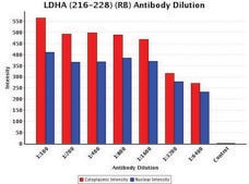 Anti-LDHA (216-228) antibody produced in rabbit IgG fraction of antiserum, buffered aqueous solution