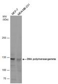Anti-POLG antibody produced in rabbit affinity isolated antibody, buffered aqueous solution