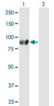 Anti-DVL2 antibody produced in mouse purified immunoglobulin, buffered aqueous solution