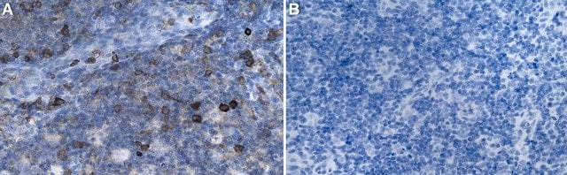 Anti-TLR2 Antibody, clone 1J19 ZooMAb&#174; Rabbit Monoclonal recombinant, expressed in HEK 293 cells