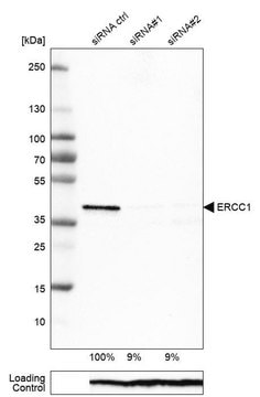 Monoclonal Anti-ERCC1 antibody produced in mouse Prestige Antibodies&#174; Powered by Atlas Antibodies, clone CL1284, purified immunoglobulin, buffered aqueous glycerol solution