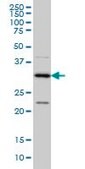 Monoclonal Anti-CRSP8 antibody produced in mouse clone 8B8, purified immunoglobulin, buffered aqueous solution