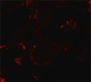 Anti-VKORC1 antibody produced in rabbit affinity isolated antibody