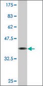 Monoclonal Anti-LRP3, (C-terminal) antibody produced in mouse clone 4C11, purified immunoglobulin, buffered aqueous solution