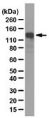 Anti-Megf10 Antibody from rabbit, purified by affinity chromatography