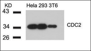 Anti-CDC2 (Ab-15) antibody produced in rabbit affinity isolated antibody
