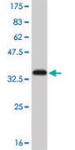 Monoclonal Anti-SMAD5 antibody produced in mouse clone 2D7, purified immunoglobulin, buffered aqueous solution