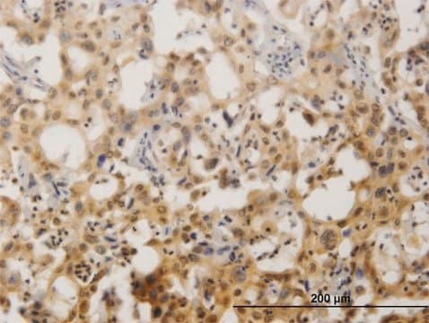 Monoclonal Anti-ZNF496 antibody produced in mouse clone 2B3, purified immunoglobulin, buffered aqueous solution