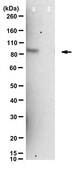 Anti-phospho EZH2 (Thr345)