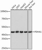 Anti-PDHA1 antibody produced in rabbit