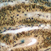 Anti-phospho-POLR2A (pSer1619) antibody produced in rabbit affinity isolated antibody