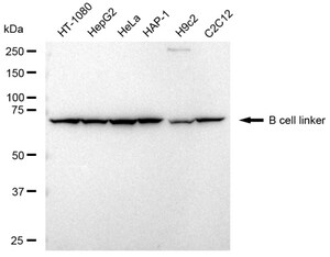 Anti B cell linker Antibody, clone 23GB2990, Rabbit Monoclonal clone 23GB2990, recombinant rabbit monoclonal, expressed in HEK293 cells