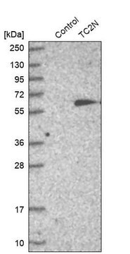 Anti-TC2N antibody produced in rabbit Prestige Antibodies&#174; Powered by Atlas Antibodies, affinity isolated antibody, buffered aqueous glycerol solution