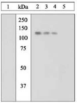 PhosphoDetect Anti-JAK1 (pTyr1022/1023) Rabbit pAb liquid, Calbiochem&#174;