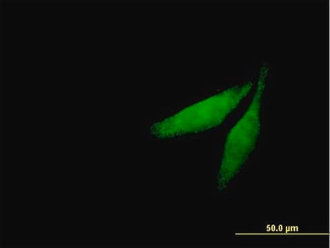 Anti-CAMK2G antibody produced in mouse IgG fraction of antiserum, buffered aqueous solution