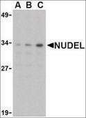 Anti-Nudel antibody produced in rabbit affinity isolated antibody, buffered aqueous solution