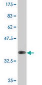 Monoclonal Anti-LGTN, (C-terminal) antibody produced in mouse clone 2D10, purified immunoglobulin, buffered aqueous solution