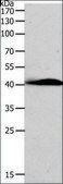 Anti-AD7C-NTP antibody produced in rabbit affinity isolated antibody