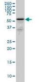 Monoclonal Anti-RHCG antibody produced in mouse clone 5A4, purified immunoglobulin, buffered aqueous solution