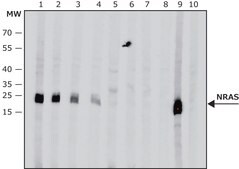 Anti-NRAS (C-terminal) antibody produced in rabbit IgG fraction of antiserum