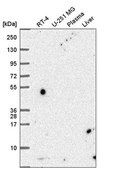 Anti-PCBD1 antibody produced in rabbit Prestige Antibodies&#174; Powered by Atlas Antibodies, affinity isolated antibody