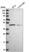 Anti-HARBI1 antibody produced in rabbit Prestige Antibodies&#174; Powered by Atlas Antibodies, affinity isolated antibody