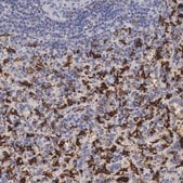 抗HMOX1 兔抗 Prestige Antibodies&#174; Powered by Atlas Antibodies, affinity isolated antibody, buffered aqueous glycerol solution