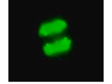 Anti-phospho-Histone H3 (Ser10) Antibody, clone MC463, rabbit monoclonal culture supernatant, clone MC463, Upstate&#174;