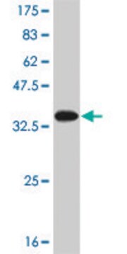 Monoclonal Anti-SNAPC5 antibody produced in mouse clone 5E2, purified immunoglobulin, buffered aqueous solution