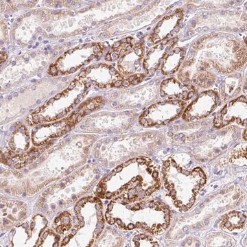 Anti-PMAIP1 antibody produced in rabbit Prestige Antibodies&#174; Powered by Atlas Antibodies, affinity isolated antibody, buffered aqueous glycerol solution