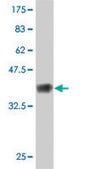 Monoclonal Anti-FBN1 antibody produced in mouse clone 3H6, purified immunoglobulin, buffered aqueous solution