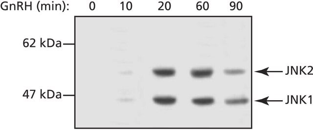 Anti-JNK, Activated (Diphosphorylated JNK) antibody, Mouse monoclonal clone JNK-PT48, purified from hybridoma cell culture