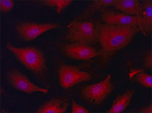 Anti-PPP1R15B (466-480) antibody produced in rabbit IgG fraction of antiserum, buffered aqueous solution