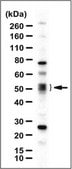 Anti-COUP-TF1 Antibody serum, from rabbit