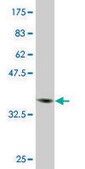 Monoclonal Anti-EHMT1, (N-terminal) antibody produced in mouse clone 1H2, purified immunoglobulin, buffered aqueous solution