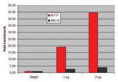Imprint&#174; ChIP-Validated Anti-methyl-Histone H3 (Me-Lys9) (H3K9me1) affinity isolated antibody