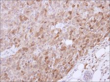 Anti-SLC32A1 (N-terminal) antibody produced in rabbit affinity isolated antibody, buffered aqueous solution