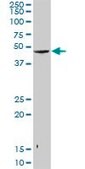 Anti-SNUPN antibody produced in rabbit purified immunoglobulin, buffered aqueous solution