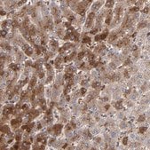 抗-LRG1 兔抗 Ab1, Prestige Antibodies&#174; Powered by Atlas Antibodies, affinity isolated antibody, buffered aqueous glycerol solution