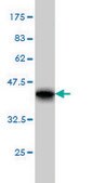 Monoclonal Anti-RPL4 antibody produced in mouse clone 4A3, purified immunoglobulin, buffered aqueous solution