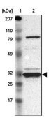 Anti-GNPDA1 antibody produced in rabbit Prestige Antibodies&#174; Powered by Atlas Antibodies, affinity isolated antibody, buffered aqueous glycerol solution