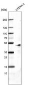 Monoclonal Anti-POU5F1 antibody produced in mouse Prestige Antibodies® Powered by Atlas Antibodies, clone CL7621, purified immunoglobulin, buffered aqueous glycerol solution
