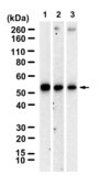 Anti-HOXC10 Antibody, clone 1J6 ZooMAb® Rabbit Monoclonal recombinant, expressed in HEK 293 cells