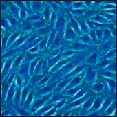 Porcine Coronary Artery Endothelial: PCAEC (Cryovial)