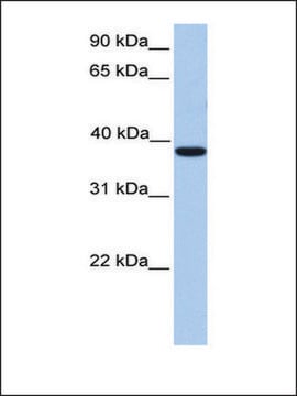 Anti-MEIS1 antibody produced in rabbit affinity isolated antibody