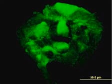 Monoclonal Anti-PAPSS2 antibody produced in mouse clone 2A8, purified immunoglobulin, buffered aqueous solution