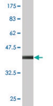 Monoclonal Anti-NHLRC1 antibody produced in mouse clone 3G6, purified immunoglobulin, buffered aqueous solution