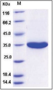 Kallikrein-3 human recombinant, expressed in human cells, &#8805;95% (SDS-PAGE)