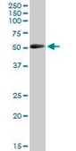 Anti-CRLF3 antibody produced in mouse purified immunoglobulin, buffered aqueous solution